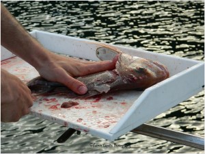 Gutting the Snapper