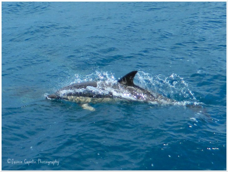 Dolphin Offshore Napier