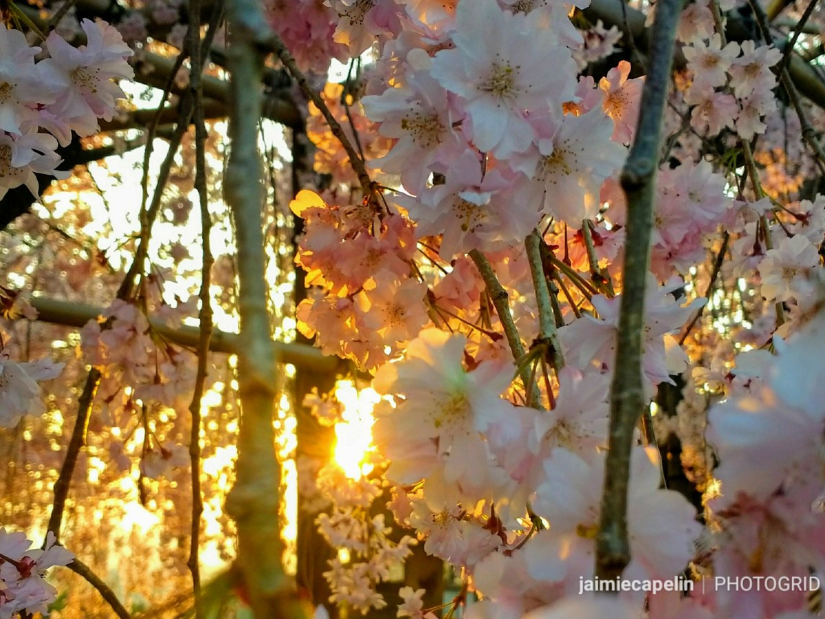 Kyoto – Sakura Season&nbsp;Highlights