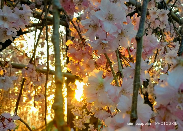 Kyoto – Sakura Season&nbsp;Highlights
