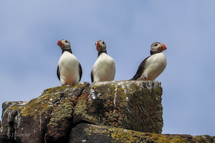 Puffin Island