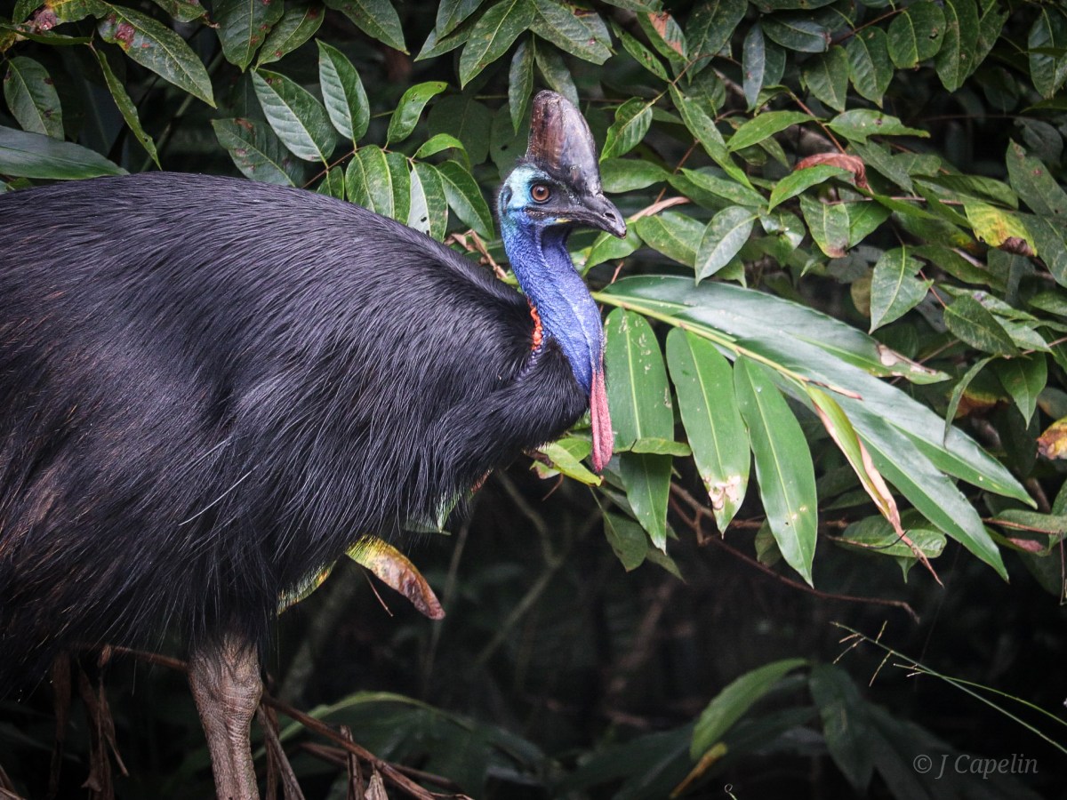 Exploring Australia ~ Atherton&nbsp;Tablelands