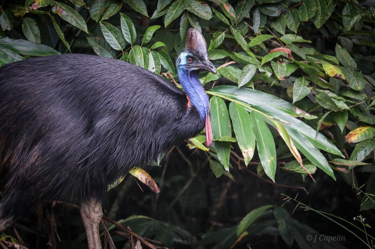 Exploring Australia ~ Atherton&nbsp;Tablelands
